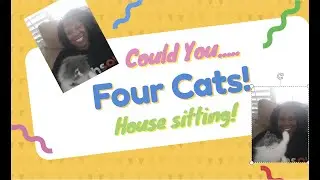 House sitting with Cats