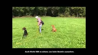 Ersatzjagd mit 2 Hunden die Erste
