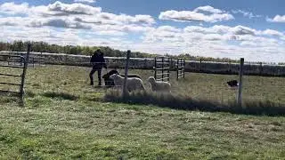 Trim and Lauren- AHBA Herding Trial- HTAD Sheep Oct 6 2024