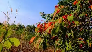4K Cinematic Close-Up: Vibrant Flower Colors