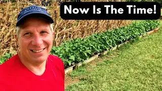 Why You Should Grow Fall Peas in Raised Beds- Easy Gardening for Maximum Yield