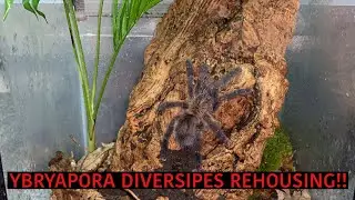 TARANTULA REHOUSING!! Ybyrapora diversipes *edition*