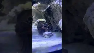 This Creature's Power is Unmatched Mantis Shrimp #aquarium #shorts