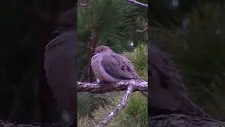 Wake up morning dove