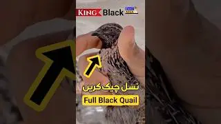 Full Black Quail Call | Batair Ki Awaz | بٹیر کی آواز | #quailsound #1millionviews #wildlife