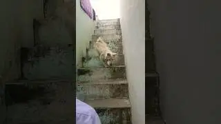 acche se bat kar 😃😃 #sdhouse #funny #doglover #cute #dogowner