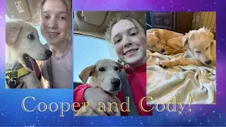 Foster Recap #6- Cooper and Cody!