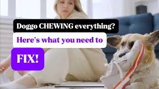 How to STOP dog chewing expensive things (and Prevent Them!) #dogtraining #positivereinforcement