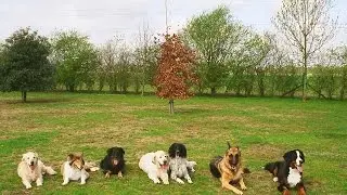 Reward Based Dog Training Techniques
