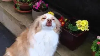 Guilty Dog