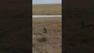 Wildlife Struggle for Existence #shorts​