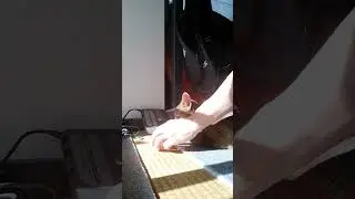 ネコ動画あび#4759　#shorts　#あび #ねこ #ネコのあび #猫動画