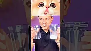 Magic #magiccats #cat #terendingsort #memes #funnycats