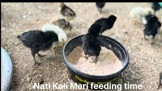 👉 Natikoli Chicks Natural Feeding | Ragi, Navane, Soppu Feeding in Open Farm 🐥🌿