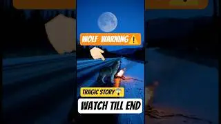A Wolf&rsquo;s Warning on a Frozen Highway#wolf  #wildlife #animals #warning #disaster #storm #rescue