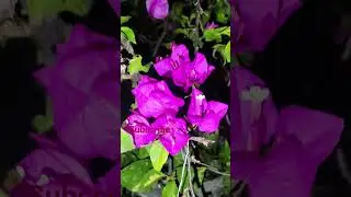 white #pink#terracegarden#flowers # night view'