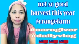 NOT SO good harvest this year let's preserved oranges#taiwanlife  #caretakertaiwan #caregiver