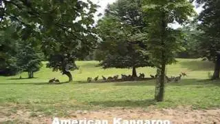 20100801 - Kangaroo Conservation Center