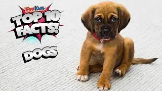 DOG FACTS YOU NEVER KNEW (TOP 10 FACTS)