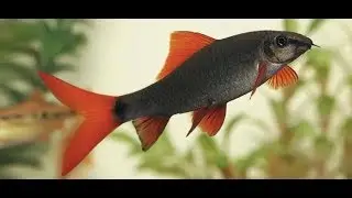 Red Tail Shark In Government Aquarium Bengaluru ,Near Cubbon Park