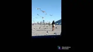 Halconeros de Santiago de Cuba...Alimentando aves