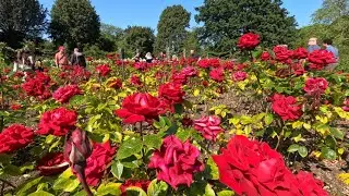 London Regent Park Rose Garden [5K ULTRA HD] 2023