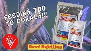 Feeding TDO to Coral!!!