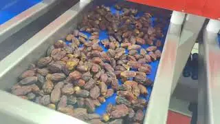 التمر العربي  Arabia dates sorting and grading Machine manufacture