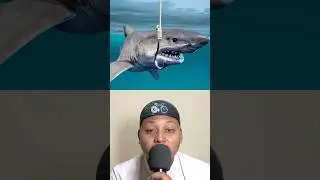 #fishing #shark #fish