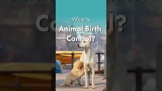 What is ABC? Animal Birth Control | How to Control Street Dog Population | thePack.in