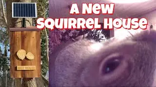 Squirrel Moves Into New Nest Box For Winter