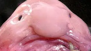 TOP 10 Ugliest Animals on the Planet