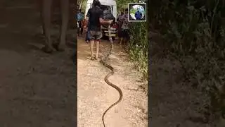 20 ft King cobra resuce from odisha #snake #short #shorts