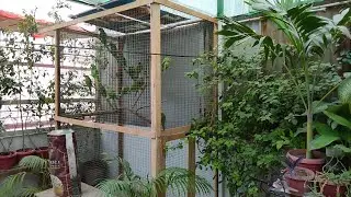 green ringneck parrot colony 🦜