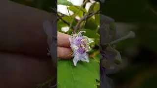 Фоэтида красная - Ciliata пассифлора | Ciliata - rote Foetida #foetida #фоэтида #пассифлора #ciliata