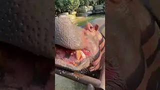 Happy hippo...😊😊