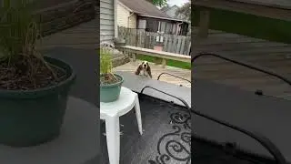 Chief the Basset Hound playing peek-a-boo
