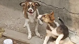 jujuindian | Street Dog Rescue & Cute Dog Videos 🐶