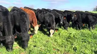 Heifers grazing cool-season forages research study in Blackville, SC #farming #foragedrops #forages