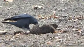 Crow pulling up turf