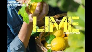 Lime Harvesting | collecting & packing for export | Lemon cultivation | HD Video quality
