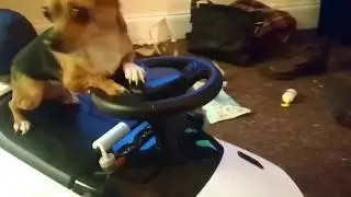 Bailey the Jackhuahua goes for a drive