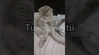 #memeaudio #tursu #cats