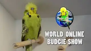 2 FREE birds from DANIEL LÜTOLF  the TOP breeder WOBS 2021 | 01-07-21 WILL OPEN THE INSCRIPTIONS.