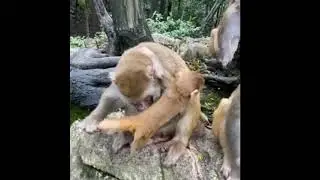 #short monkey funny video || new monkey video || short video//