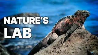 In Search of the Gal&aacute;pagos | Islands of Evolution