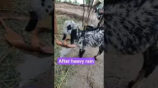 after heavy rain🥶🥶🥶🥶🥶 #viralvideo #cow #animals #rain #shortvideo #shortsfeed #shorts
