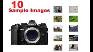 Olympus M5 Mark III Sample Images [ Photo Gallery ] Great Camera with Speed, Precision & Versatility