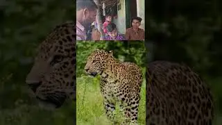 Navi Mumbai: The Leopard Case  Special Report by Pankaj Benvanshi#kharghar #taloja #shots #viral