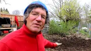 Getting Ready for My New Greenhouse, The Bonsai Zone, April 2021